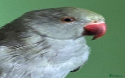 Ringnecks birds for sale: 16 week old Indian grey ring neck parrot  - Image 6