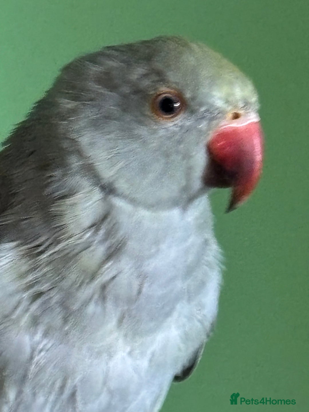 Ringnecks birds for sale: 16 week old Indian grey ring neck parrot  - Image 6