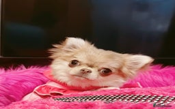 Chihuahua dogs for sale: Long haired chihuahua girl  - Advert 10