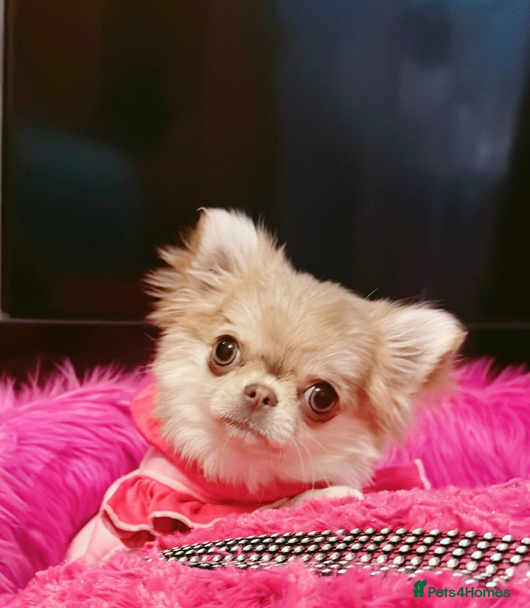 Chihuahua dogs for sale: Long haired chihuahua girl  - Advert 10