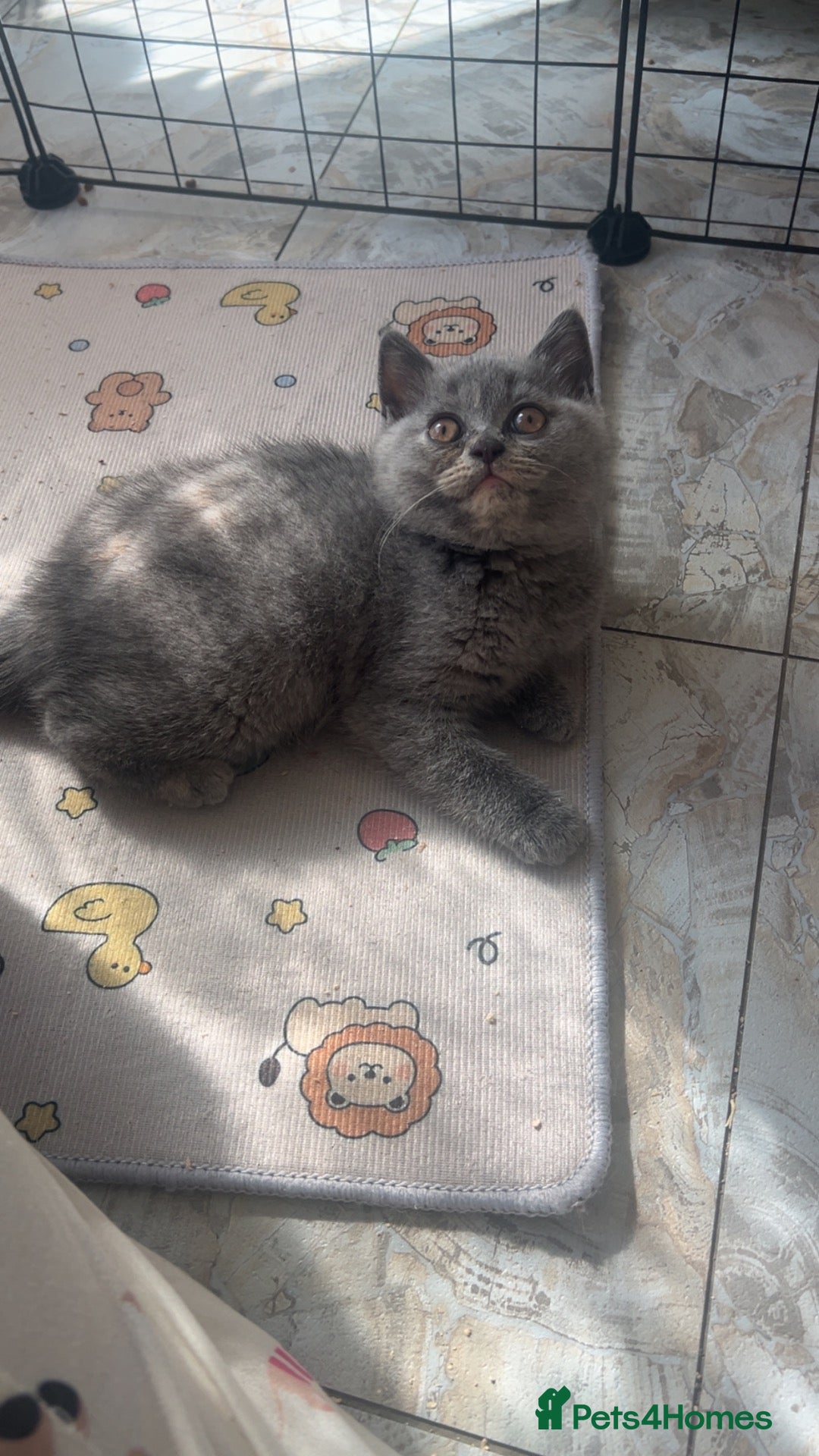 British Shorthair cats Outstanding Gccf REG - 2 LEFT🏆  - Advert 2