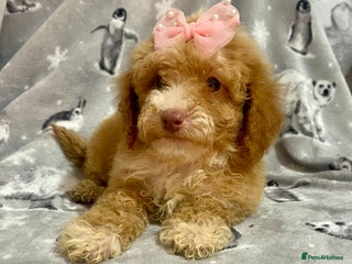 Maltipoo dogs - Advert 6