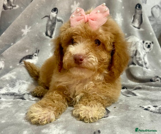 Maltipoo dogs - Advert 3