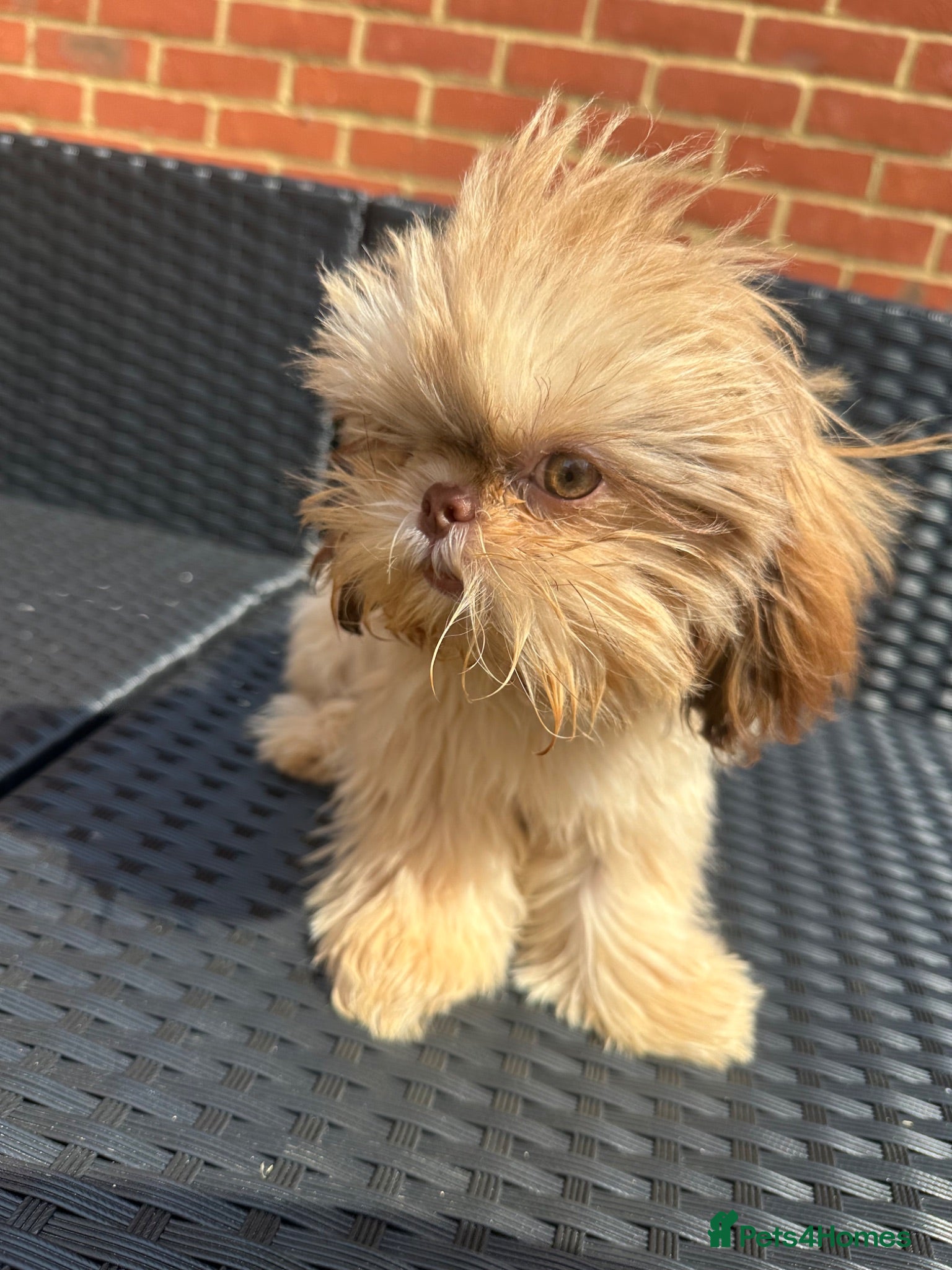 Shih Tzu dogs Hermes 💙 True Imperial  - Advert 2