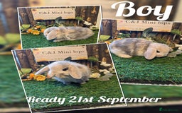 Mini Lop rabbits for sale: Stunning mini lop kits.  - Image 9