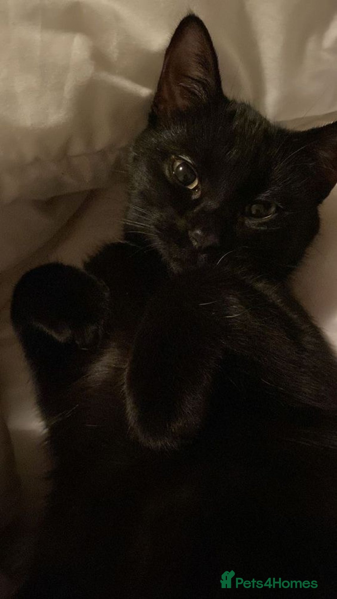 Mixed Breed cats for sale: Beautiful Kittens Looking for Loving Homes 🐾 - Advert 2