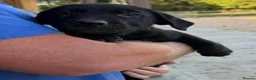 Mixed Breed dogs for sale: Beautiful boy  - Advert 3