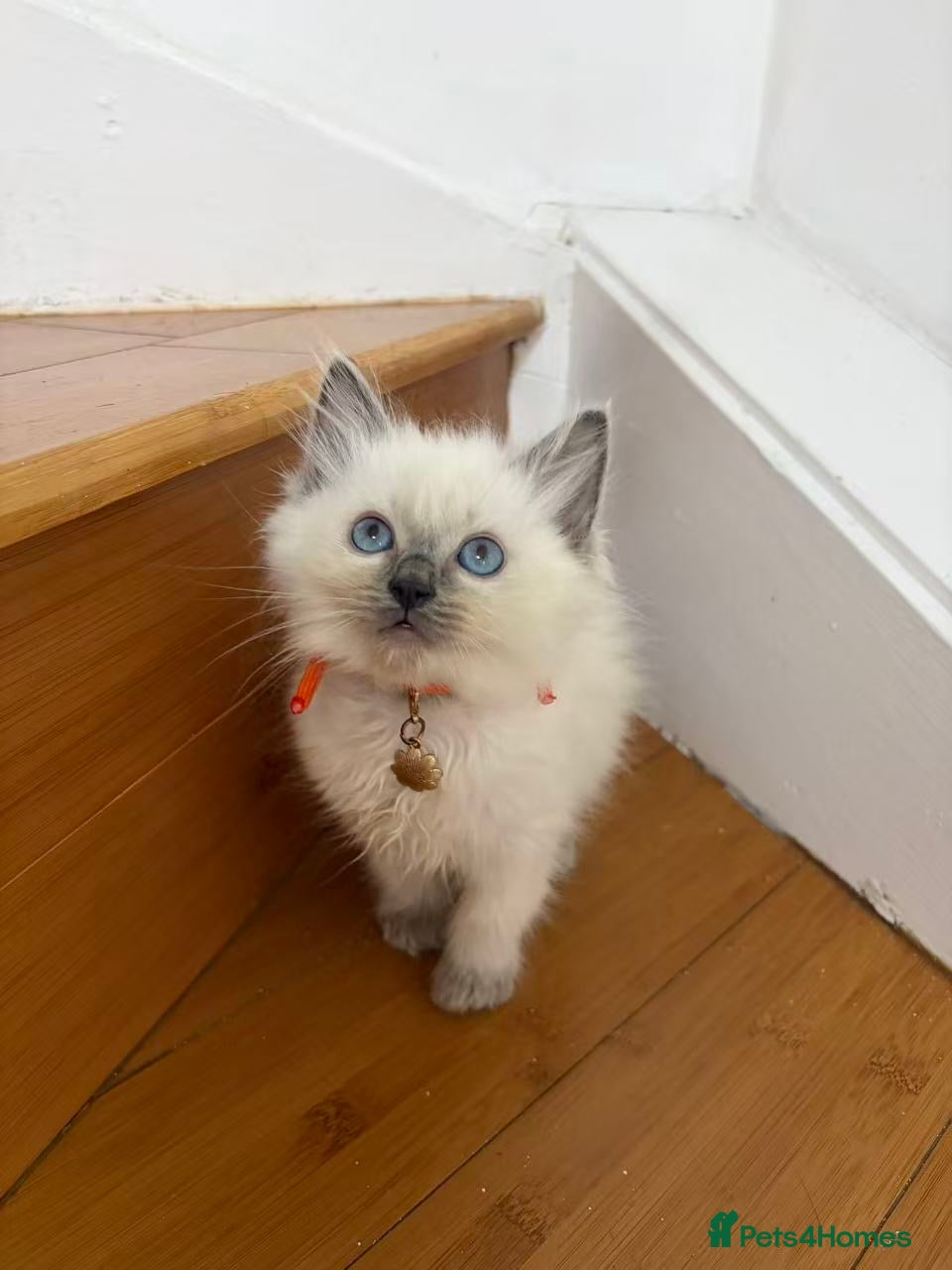 Ragdoll cats Ragdoll cat - Advert 1