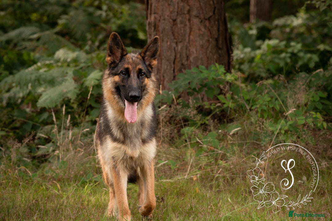German Shepherd dogs for sale: Bella is looking for forever home - Image 17