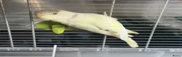 Budgerigars birds for sale: Baby budgies 10 weeks old  - Advert 7