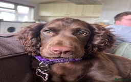 Cocker Spaniel dogs for sale: WAITING LIST - KC DNA CLEAR PUPS DUE 12/12/25 - Advert 6