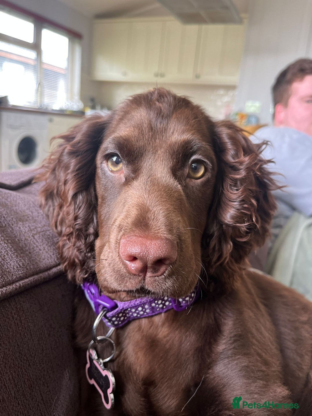 Cocker Spaniel dogs for sale: WAITING LIST - KC DNA CLEAR PUPS DUE 12/12/25 - Advert 6