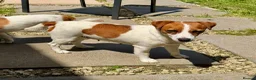 Jack Russell dogs for adoption: 🐾 KARINA – Female Jack Russell Terrier 🐾 - Advert 3