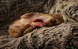 Chihuahua dogs for sale:  **  CHIHUAHUAS  - Advert 11