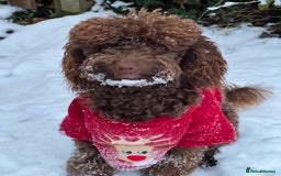 Toy Poodle dogs for sale: Toy poodles (5 girls and 2 boys) - Image 39