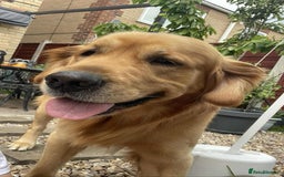 Golden Retriever dogs for stud: Handsome Hugo ready for stud - Image 5