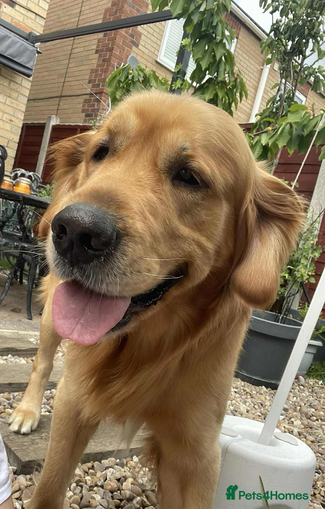 Golden Retriever dogs for stud: Handsome Hugo ready for stud - Advert 5