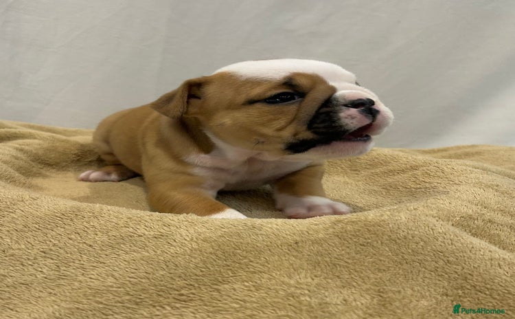 English Bulldog dogs - Advert 4