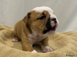 English Bulldog dogs - Advert 12