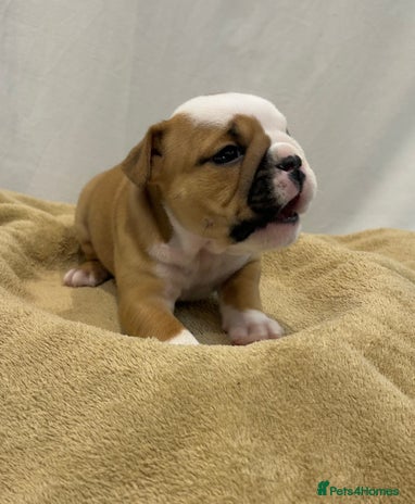 English Bulldog dogs - Advert 4