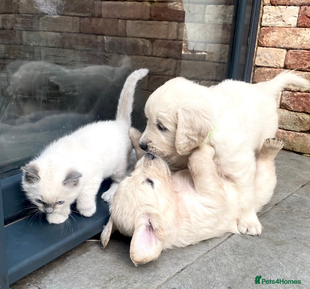 Golden Retriever dogs for sale: Exceptional KC Goldens- MULTI Champions Bloodline - Image 2