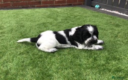 Cocker Spaniel dogs for sale:  show cocker puppy.KC reg. AMS.PRA. & FN clear. - Image 19