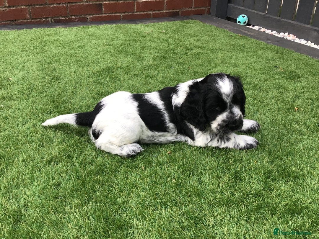 Cocker Spaniel dogs for sale:  show cocker puppy.KC reg. AMS.PRA. & FN clear. - Image 19