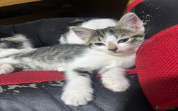 Mixed Breed cats for sale: Friendly kittens  - Image 1