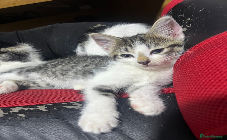 Mixed Breed cats - Advert 2