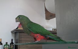 Parrots birds for sale: Australian King's parrot babies  - Image 2