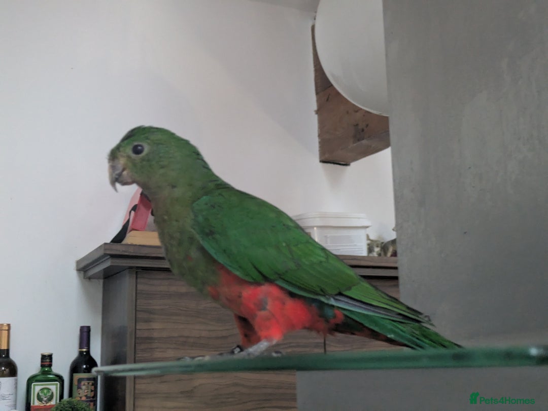 Parrots birds for sale: Australian King's parrot babies  - Image 2