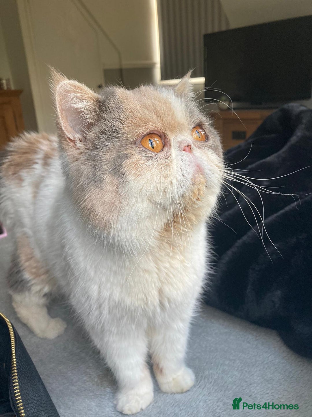 Exotic cats for sale: https://www.pets4homes.co.uk/ - Advert 2