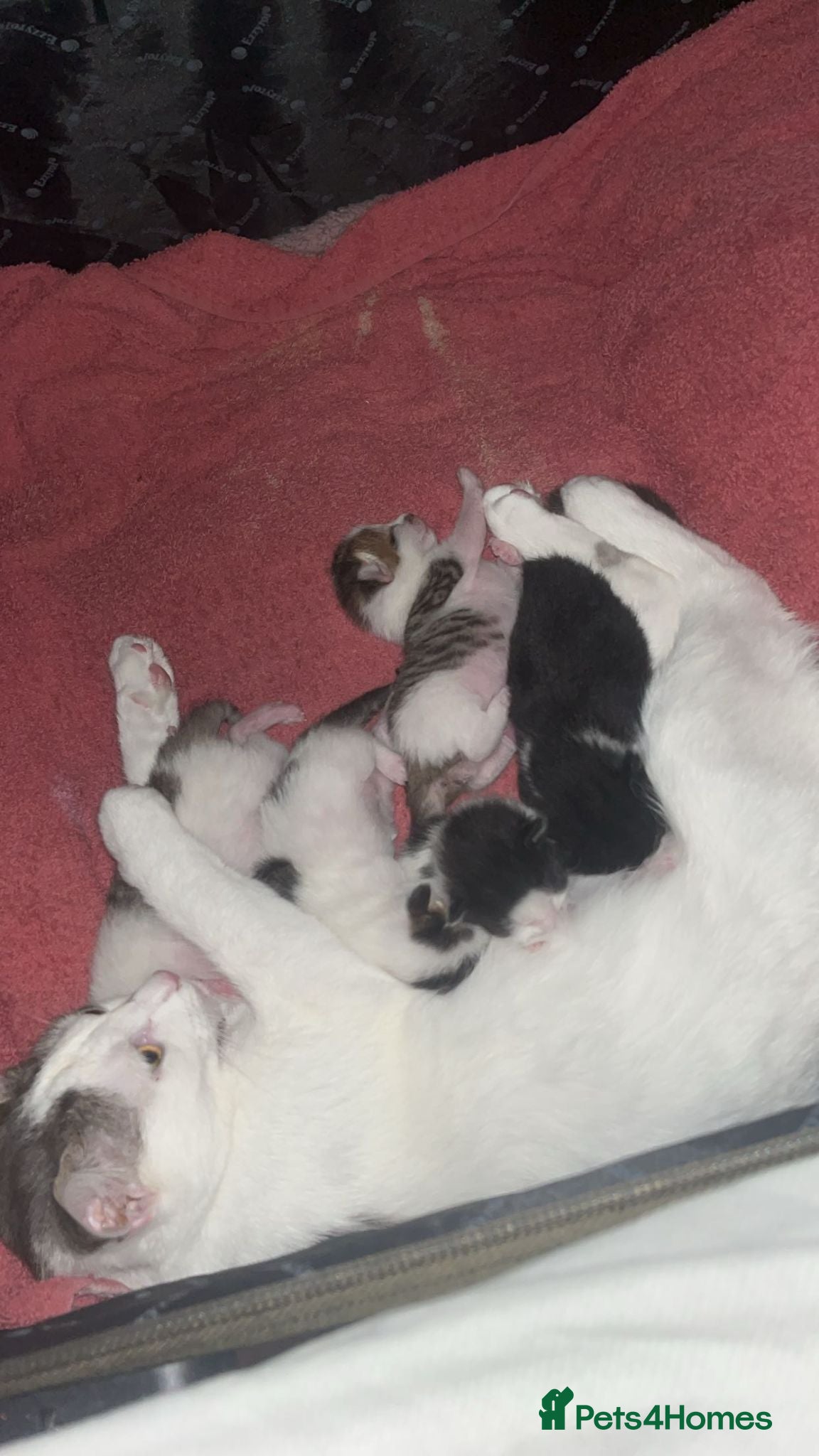 Domestic Shorthair cats 4 Kittens for sale - Advert 1
