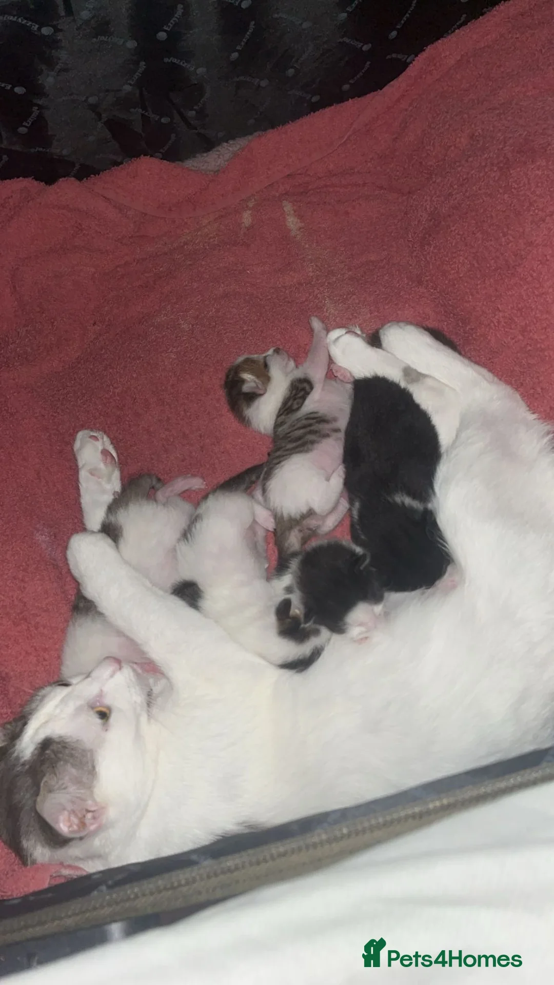 Domestic Shorthair cats for sale: 4 Kittens for sale in Uxbridge - Advert 1