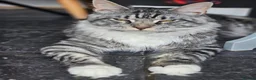 Maine Coon cats for sale: 🐾PUREBRED🐾 Registered Mainecoon Kittens - Advert 2