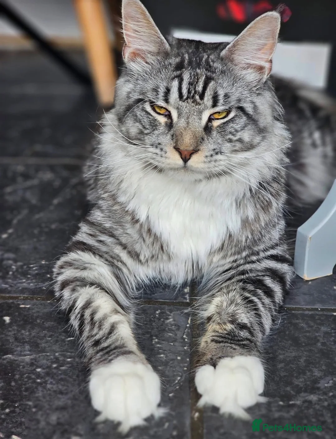 Maine Coon cats for sale: 🐾PUREBRED🐾 Registered Mainecoon Kittens - Advert 2