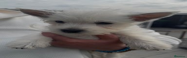West Highland Terrier Puppy 2
