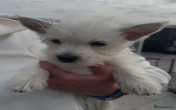 West Highland Terrier dogs for sale: West Highland Terrier pups Dad show bloodlines - Image 5