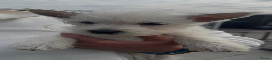 West Highland Terrier Puppy 2