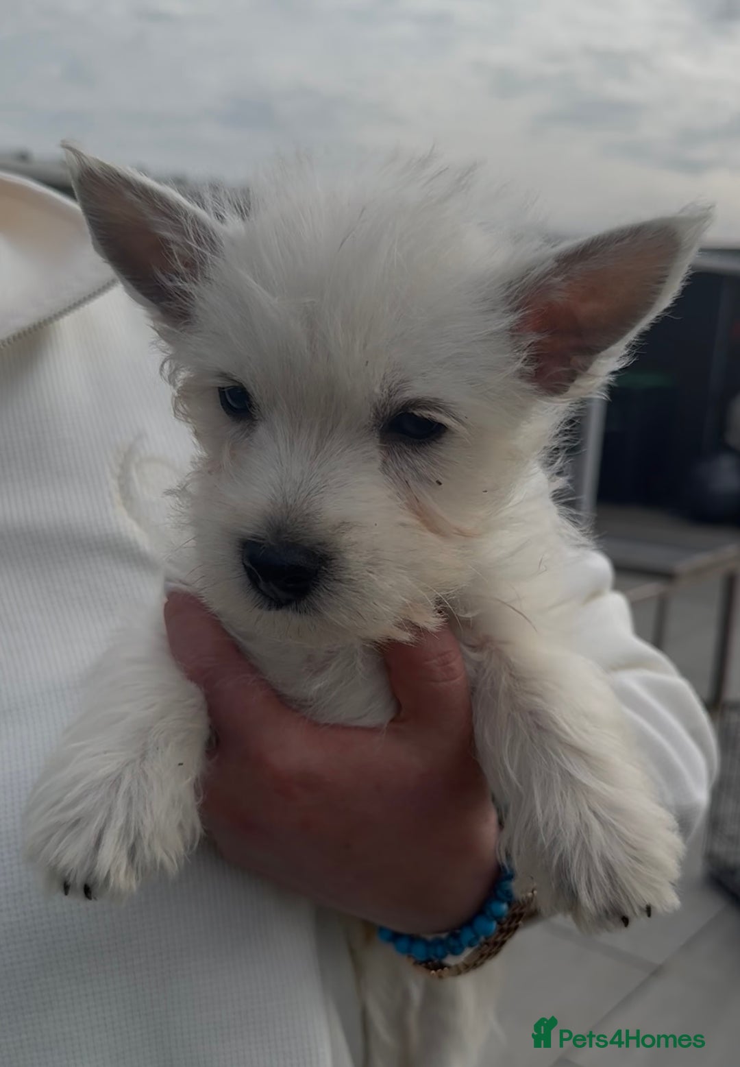 West Highland Terrier dogs for sale: West Highland Terrier pups Dad show bloodlines - Image 5