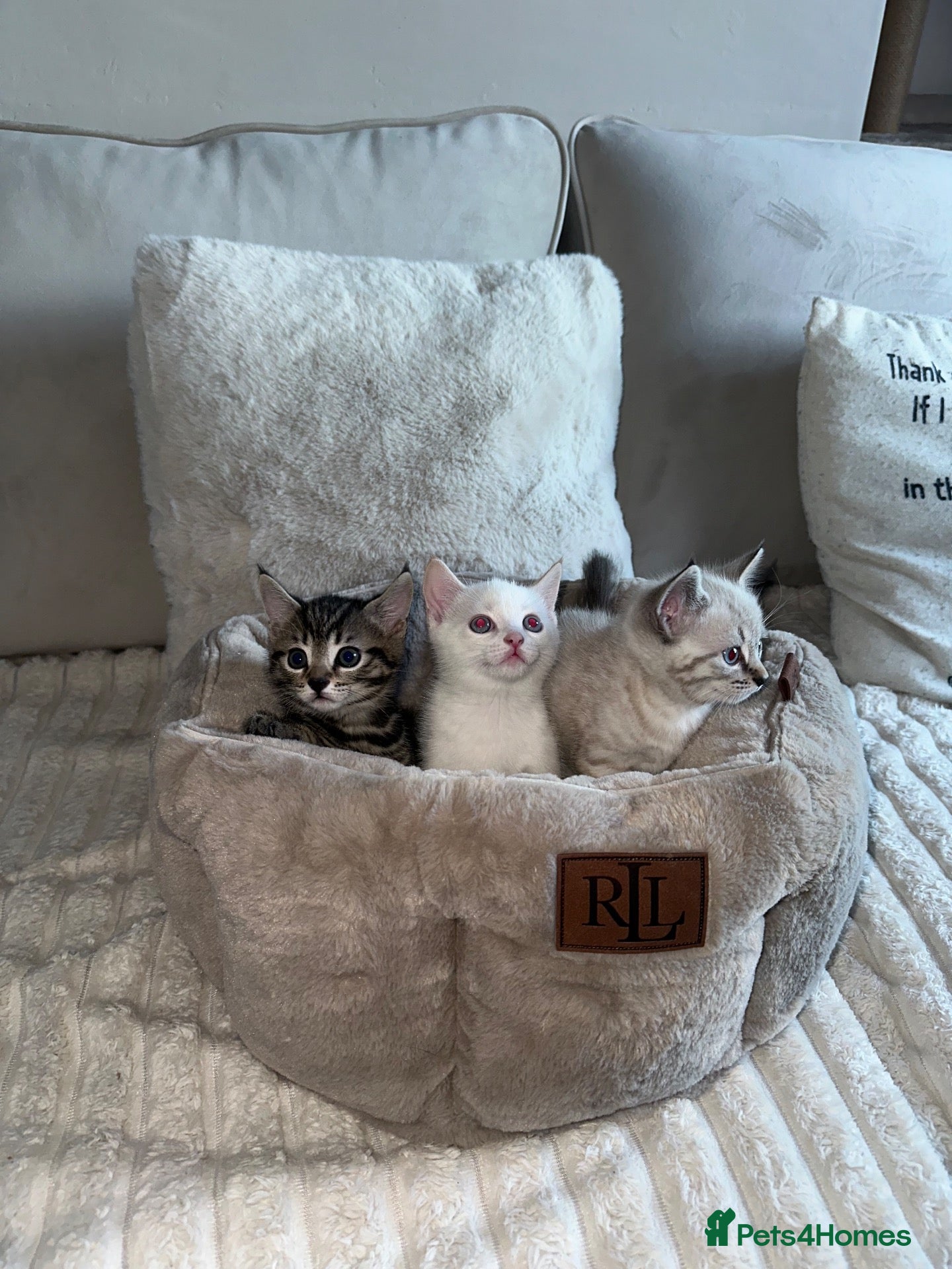 British Shorthair cats for sale: Beautiful, Loving Kittens - Advert 11