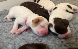 Mixed Breed dogs for sale: Mega Coated Schnockerpoo puppies - Image 12