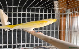 Canaries birds for sale: Canaries for sale  - Image 3