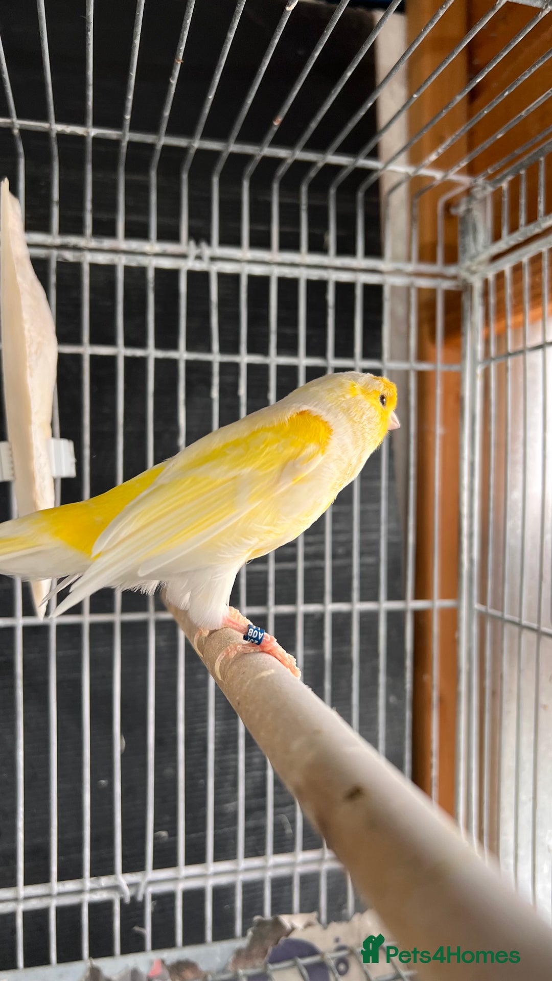 Canaries birds for sale: Canaries for sale  - Image 3