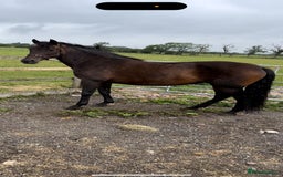 Andalusian horses for sale: FOR SALE: Stunning 10-Year-Old Andalusian PRE Mare - Image 1