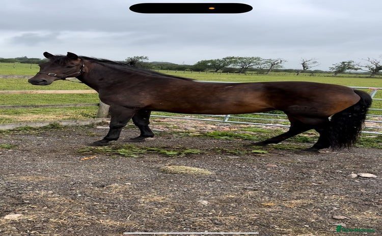 Andalusian horses - Advert 1