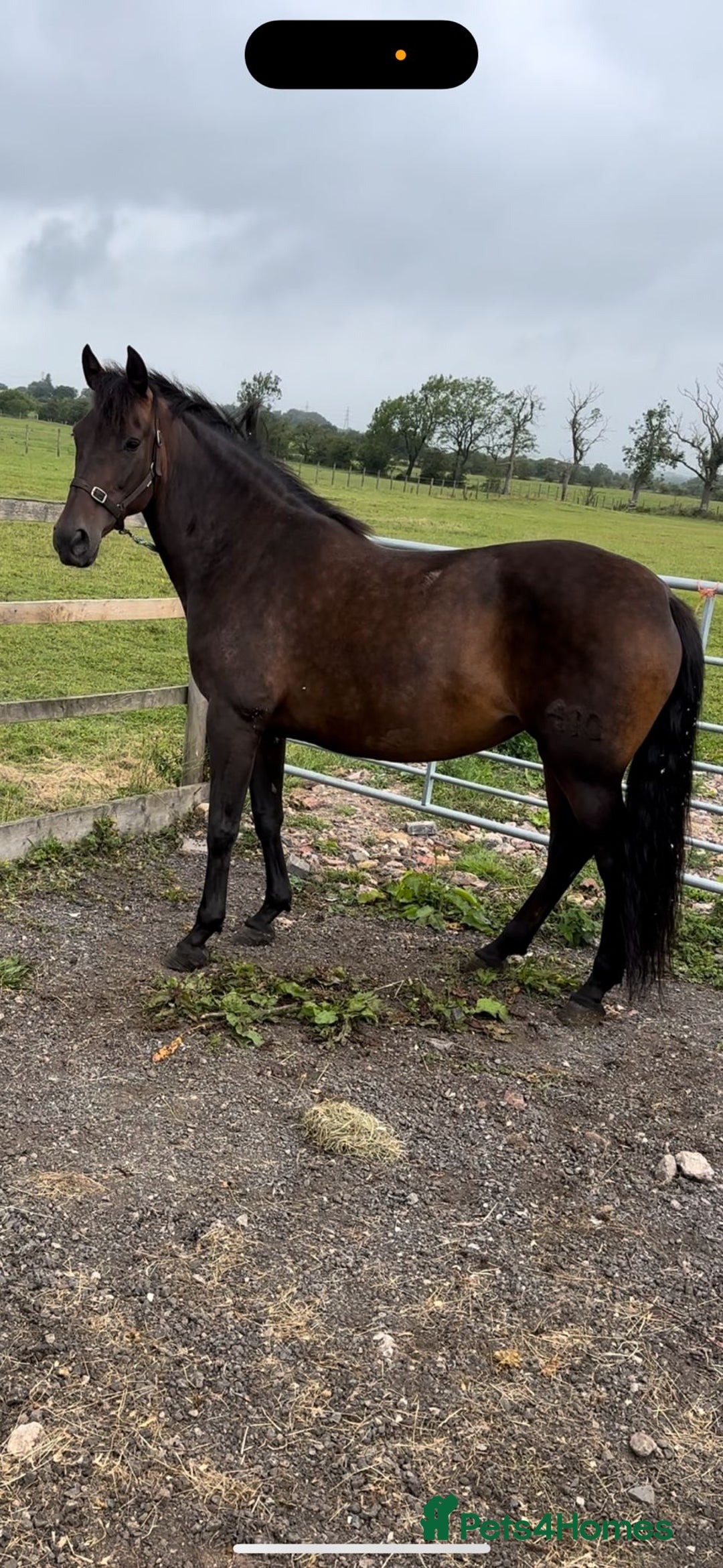 Andalusian horses for sale: FOR SALE: Stunning 10-Year-Old Andalusian PRE Mare - Image 1