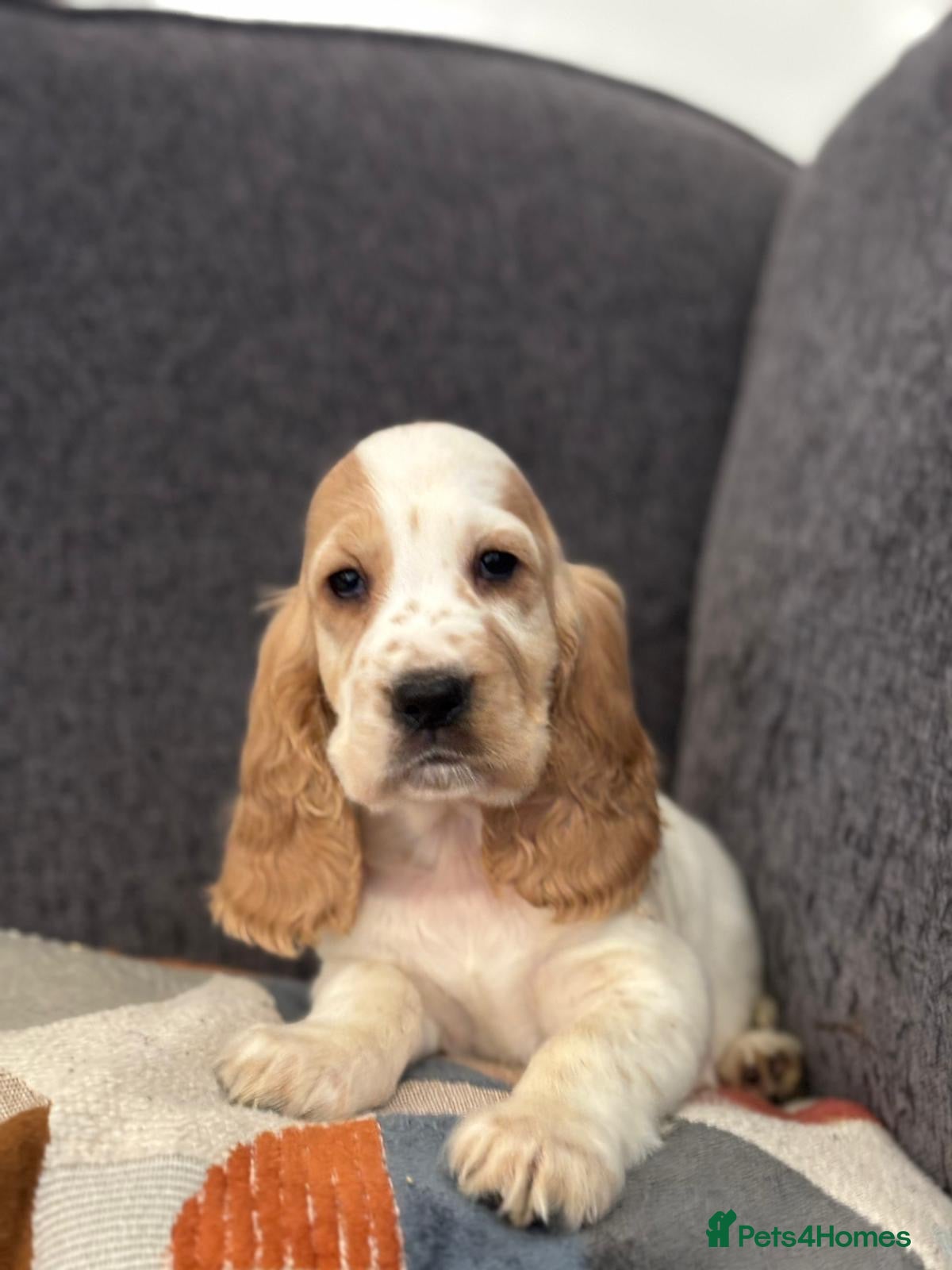 Cocker Spaniel dogs Cocker spaniel pups for ssle - Advert 12