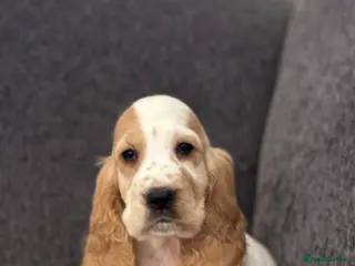 Cocker Spaniel dogs Cocker spaniel pups for ssle - Advert 12