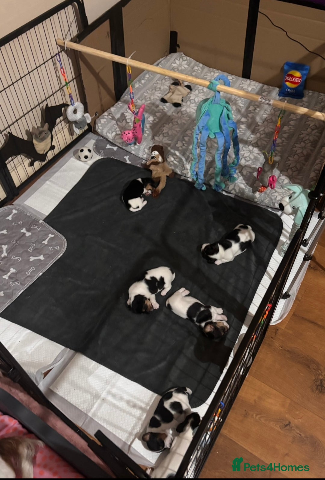 Mixed Breed dogs for sale: 6 Jack Russell x Yorkshire Terrier Puppies  - Image 16